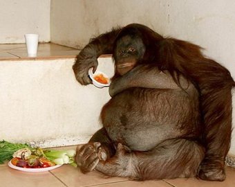 Растолстевшего орангутана посадили на диету 