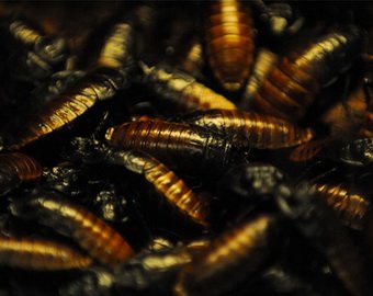 В Китае из теплицы сбежали миллион тараканов