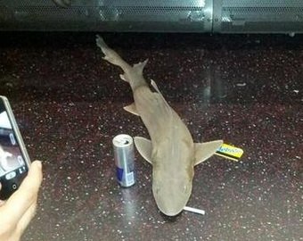 В нью-йоркском метро обнаружили мертвую акулу