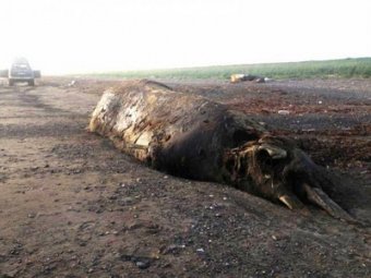 На берег Сахалина выбросило неизвестное животное