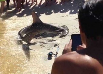Акула родила прямо на пляже, шокировав отдыхающих