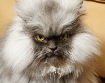 Самым пушистым котом в мире признан хмурый Полковник Мяу