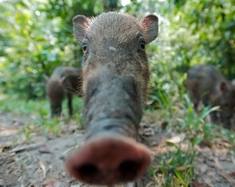 В Австралии дикую свинью обвиняют в краже пива