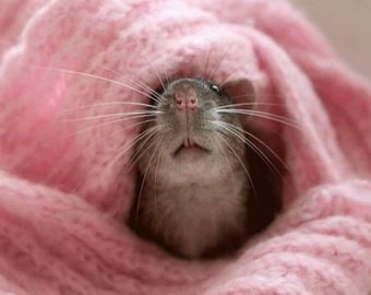 Найдена самая симпатичная крыса в мире