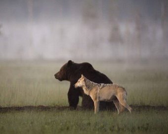 Волчица подружилась с медведем