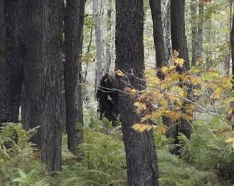 Турист сфотографировал в лесу огромных существ