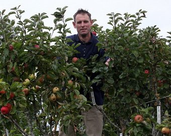 Садовник вырастил на одном дереве 250 сортов яблок