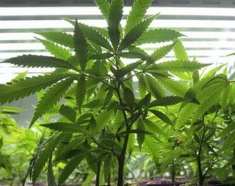 В доме престарелых обнаружили плантацию марихуаны