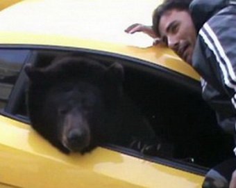 Медведь в Lamborghini прокатился по улицам Лос-Анджелеса