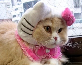Японец украл  000 на содержание 120 кошек