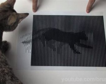 Оптический трюк привел кота в изумление