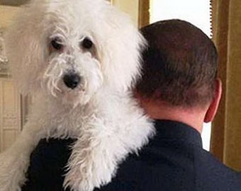 У собаки Берлускони появилась своя страница в Facebook