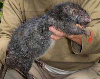 В Швеции поймали 40-сантиметровую "адскую крысу"