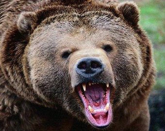 Кормление медведя едва не закончилось трагедией