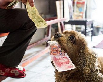 В Китае живет кокер-спаниель, который знает толк в деньгах