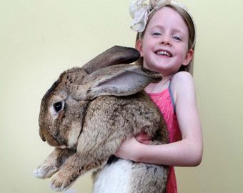 В Англии живет кролик-рекордсмен весом более 22 кг