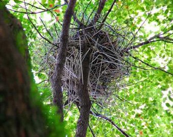 Вороны научились строить гнезда из краденых вешалок