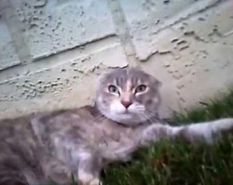 В Сети появилось видео драки котов глазами одного из участников