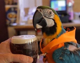 В Лондоне живет попугай, который танцует рок-н-ролл и пьет пиво