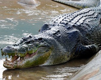 В Уганде поймали крокодила-людоеда весом в тонну