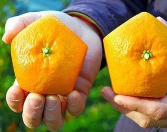 В Японии появились пятиугольные апельсины