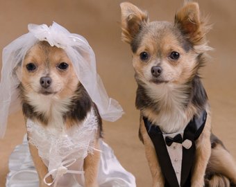 В Перу поженили четыре десятка собак