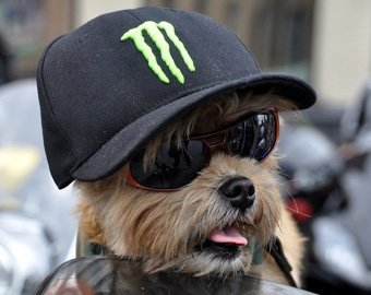 Собаку приняли в международный мотоклуб