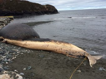 Канадцам запретили продавать через интернет гниющую тушу кита