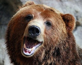 Бурый медведь устроил себе отдых в гамаке