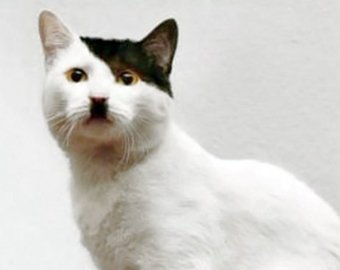 В Британии избили похожего на Гитлера кота