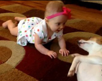 Видео с собакой, которая учит ребенка ползать, собрало 9 млн просмотров