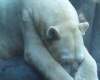 300 тысяч человек просят переселить самого грустного медведя