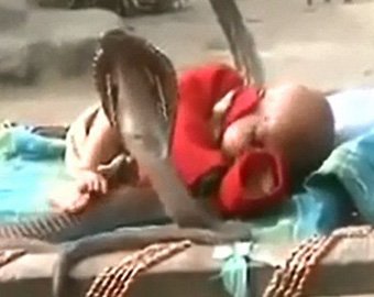 В Индии младенца оставили спать в окружении кобр