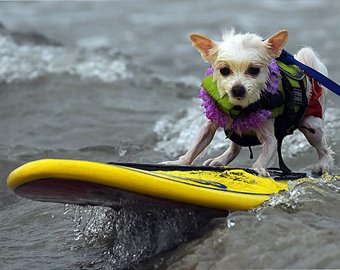 В Калифорнии прошел собачий чемпионат по серфингу