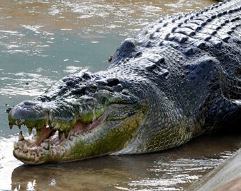 После схватки с ребенком крокодил лишился зуба
