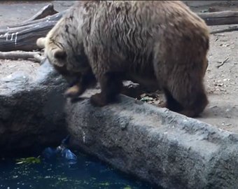 Медведь спас тонущую ворону