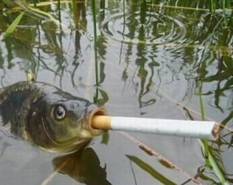 Рыбаки заставили рыбу курить