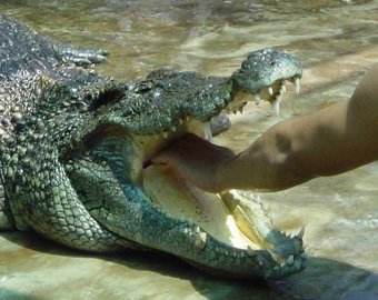 Крокодил устроил охоту за туристом на пляже
