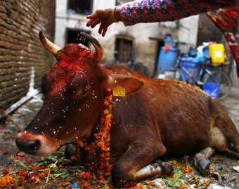 Индийские грабители увезли корову в малолитражке