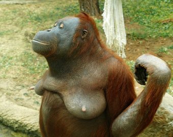 Самка орангутанга соорудила себе "платье"