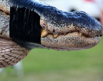 В США поймали самого большого аллигатора в мире