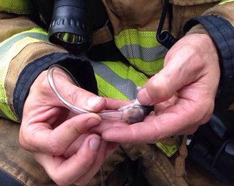 В США пожарные спасли от огня семью хомяков