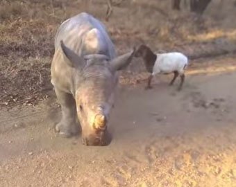 Детёныш носорога подружился с ягнёнком