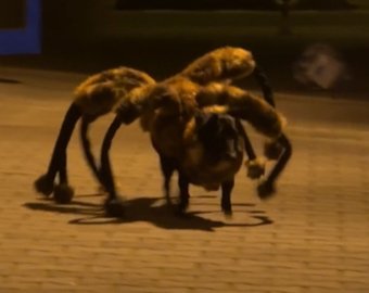 "Собака-паук", взорвавшая Youtube, заинтересовала польскую прокуратуру