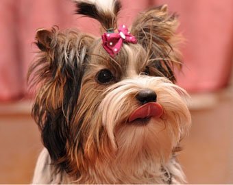 Интернет-пользователи нашли самую глупую собаку в мире