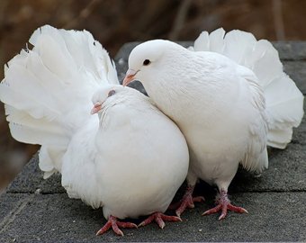 Китайские стражи порядка проверили анусы 10 тысяч голубей