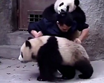 Видео, как панды не хотят принимать лекарство, стало хитом в Сети