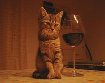 Во Франции открываются винные бары с кошками