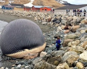 Французские власти не могут решить, как утилизировать 15-тонного мертвого кита