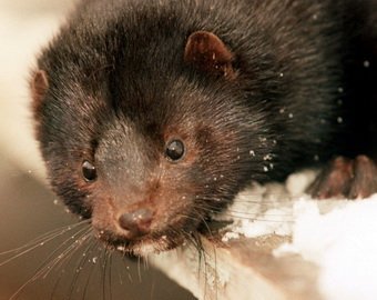 Шустрая норка отобрала улов у рыбаков